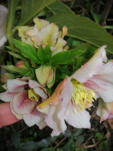  - Spânz helleborus 2020