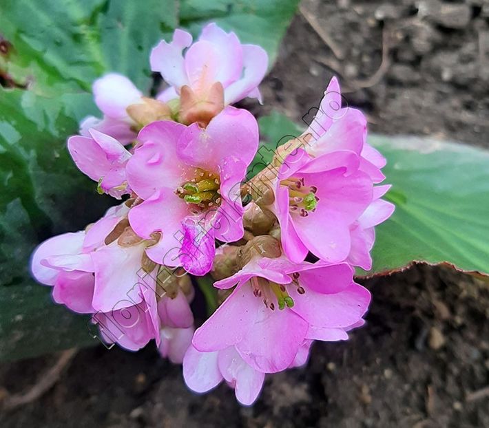 Bergenia - Flori gradina