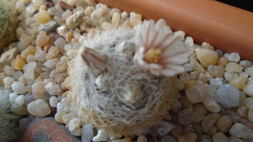 Mammillaria lasiacantha v. denudata - Cactusi 2020 evolutie