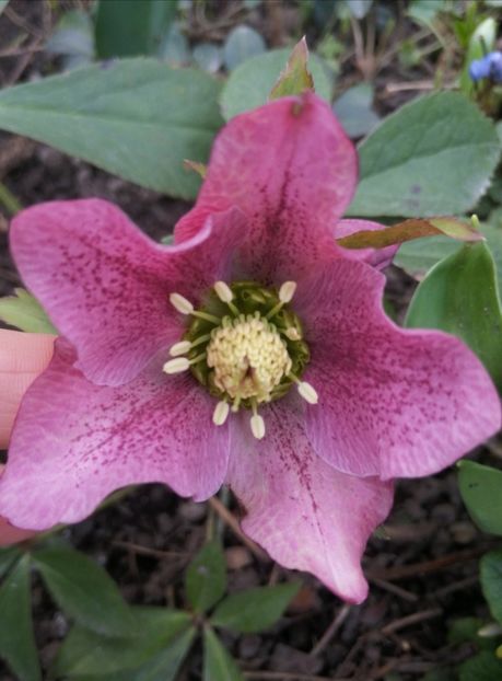  - Spânz helleborus 2020