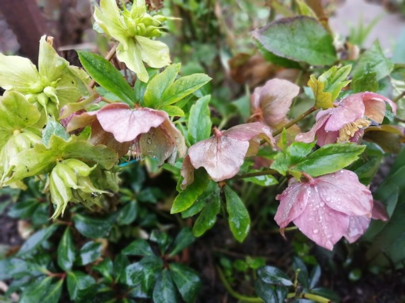  - Spânz helleborus 2020