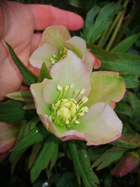  - Spânz helleborus 2020