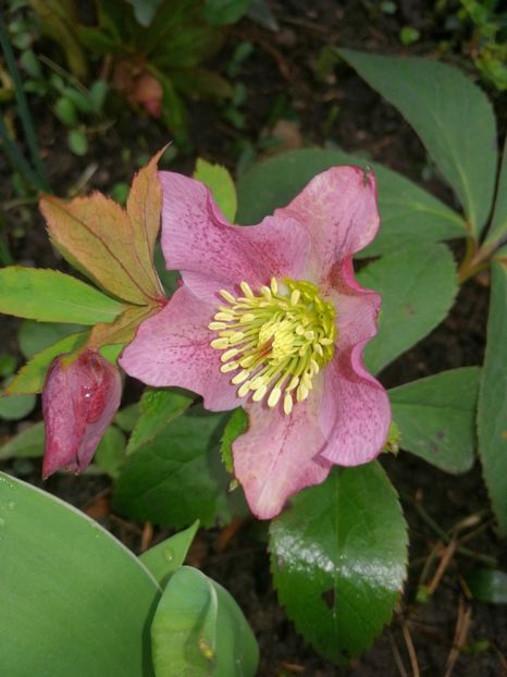  - Spânz helleborus 2020