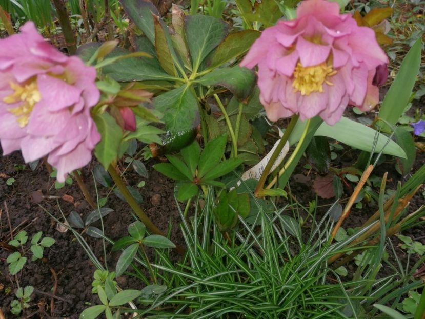  - Spânz helleborus 2020