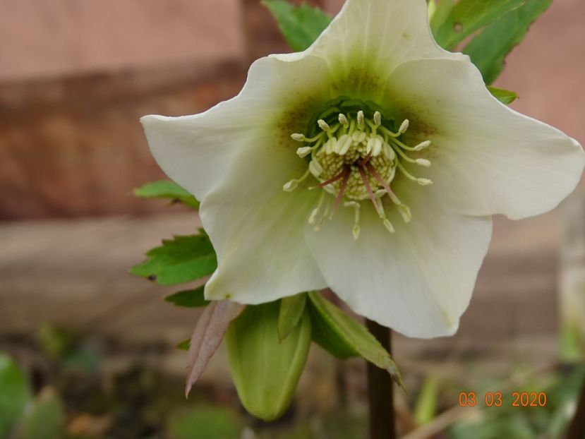 bebe helleborus - Primavara 2020