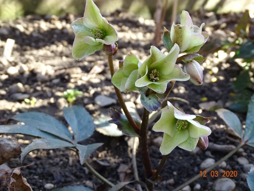 helleborus Emma - Primavara 2020