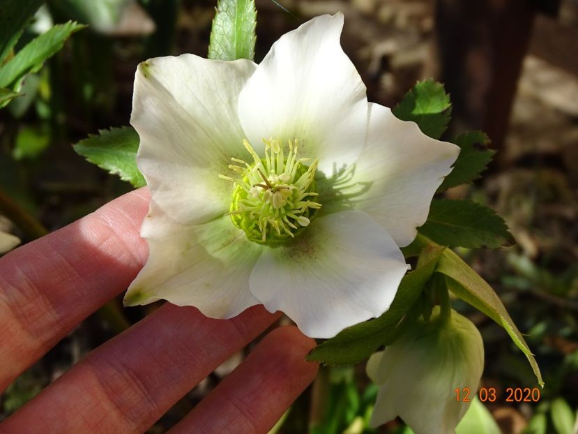 bebe helleborus - Primavara 2020