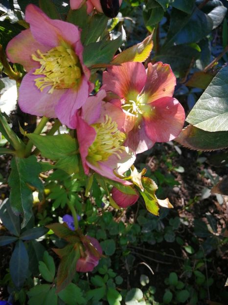  - Spânz helleborus 2020