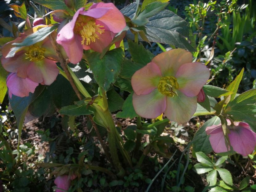  - Spânz helleborus 2020