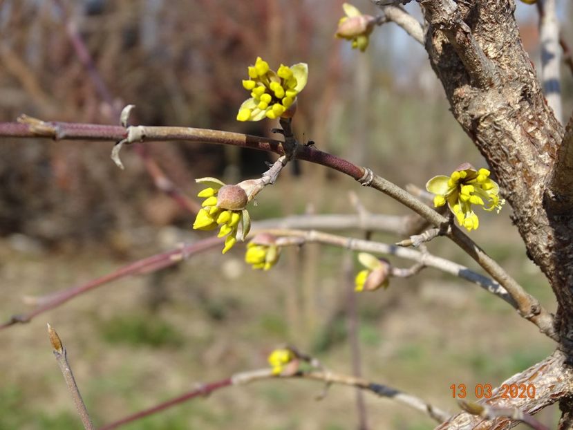 cornus mas - z-Dobarland 2020