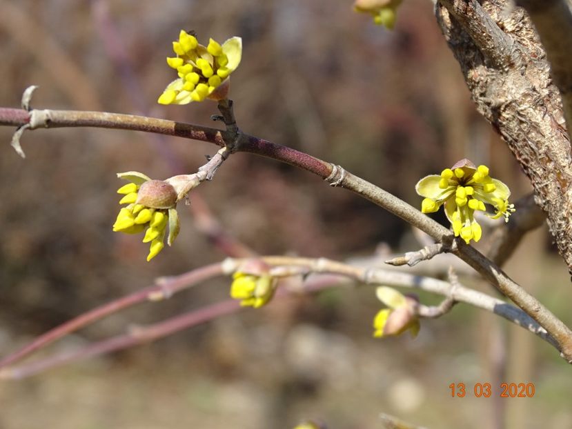 cornus mas - z-Dobarland 2020