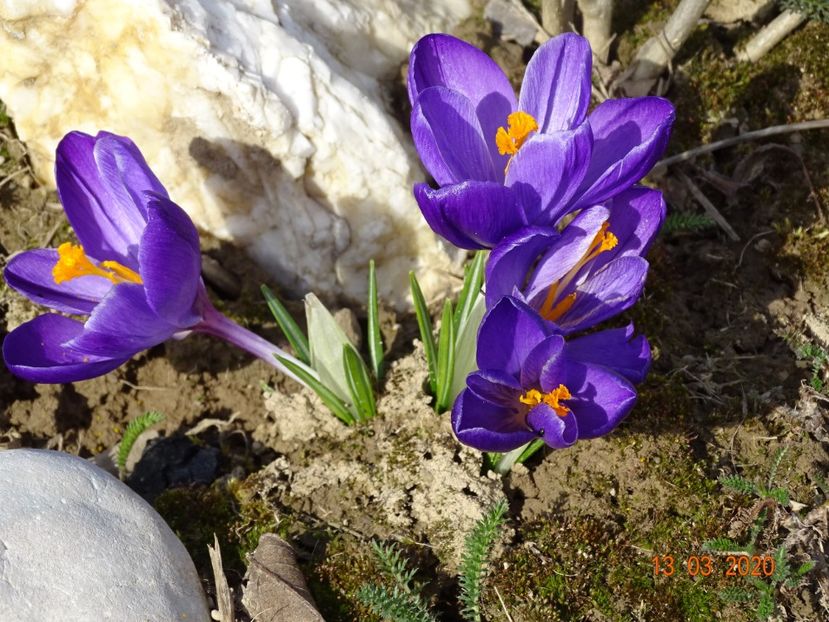 crocus Ruby Giant - z-Dobarland 2020