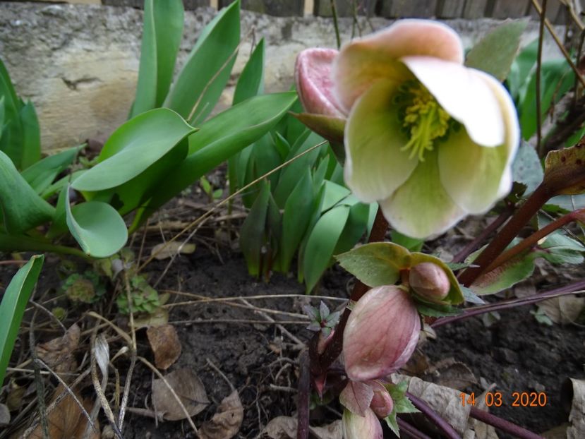 helleborus Ivory Prince - Primavara 2020