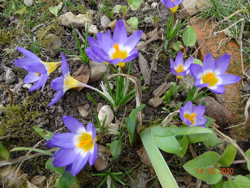 crocus tricolor - Primavara 2020