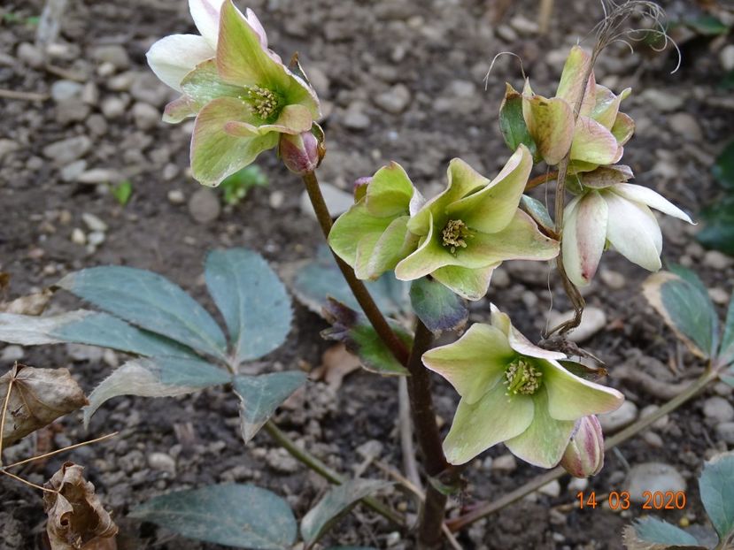 helleborus Emma - Primavara 2020