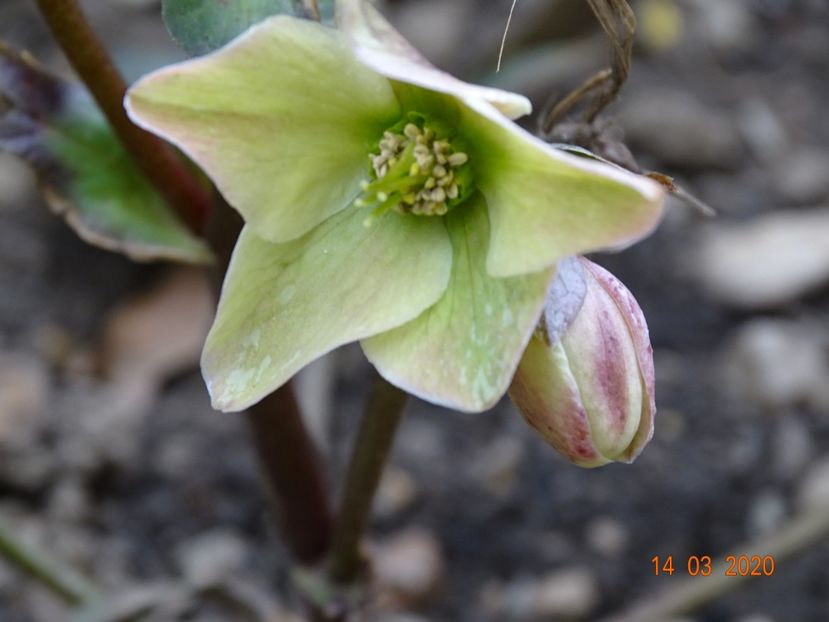 helleborus Emma - Primavara 2020