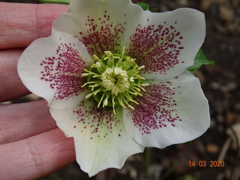 helleborus White Lady Spotted - Primavara 2020