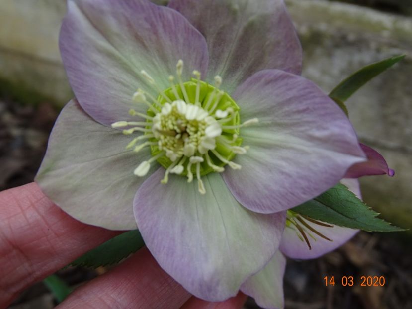 bebe helleborus - Primavara 2020