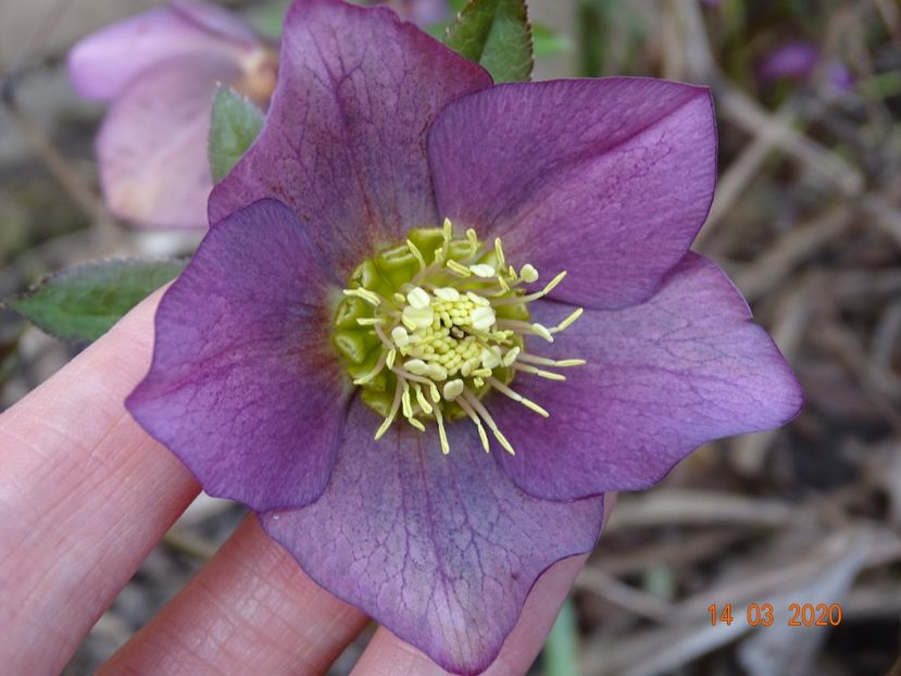 bebe helleborus - Primavara 2020