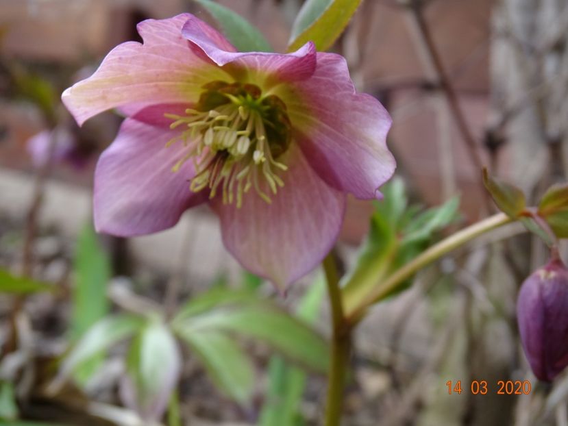 bebe helleborus - Primavara 2020