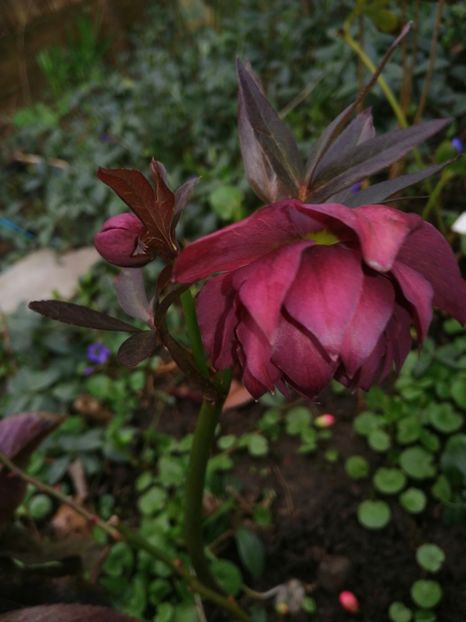  - Spânz helleborus 2020