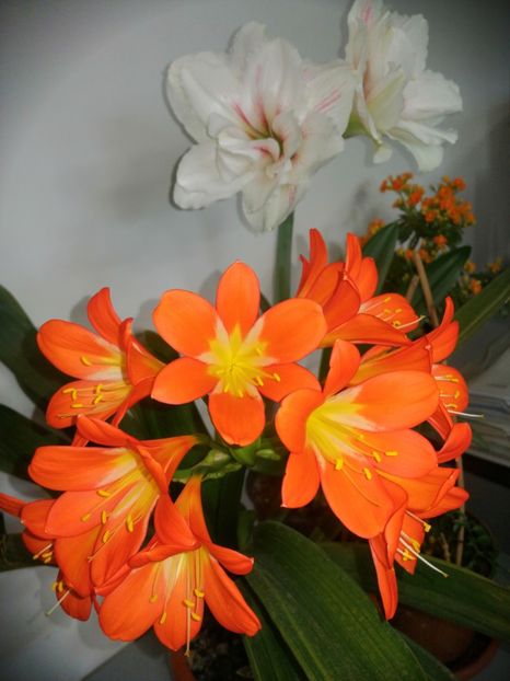  - Hippeastrum 20-23