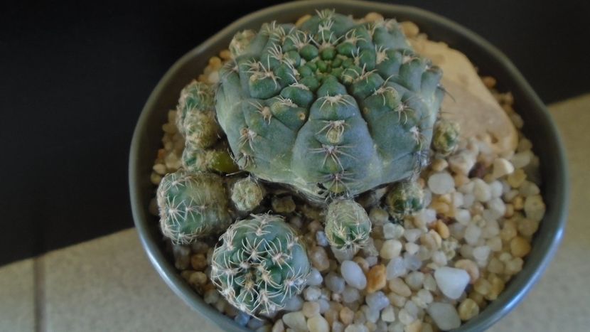 Gymnocalycium bruchii f. brigittae,  Taninga, Argentina - Cactusi 2020 Gymnocalycium