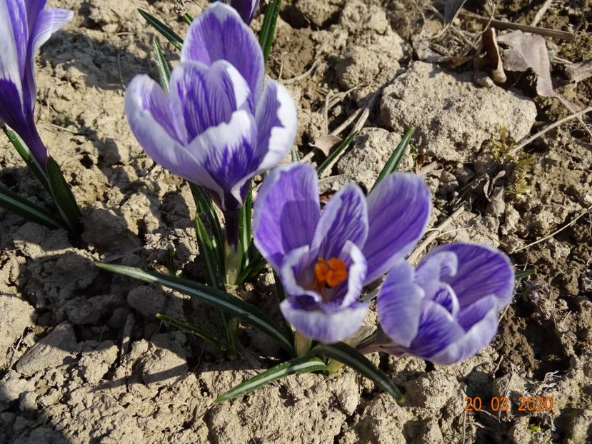 crocus Pickwick - z-Dobarland 2020