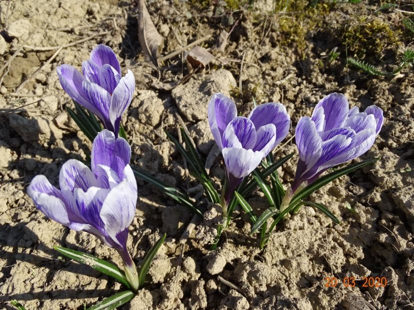 crocus Pickwick - z-Dobarland 2020