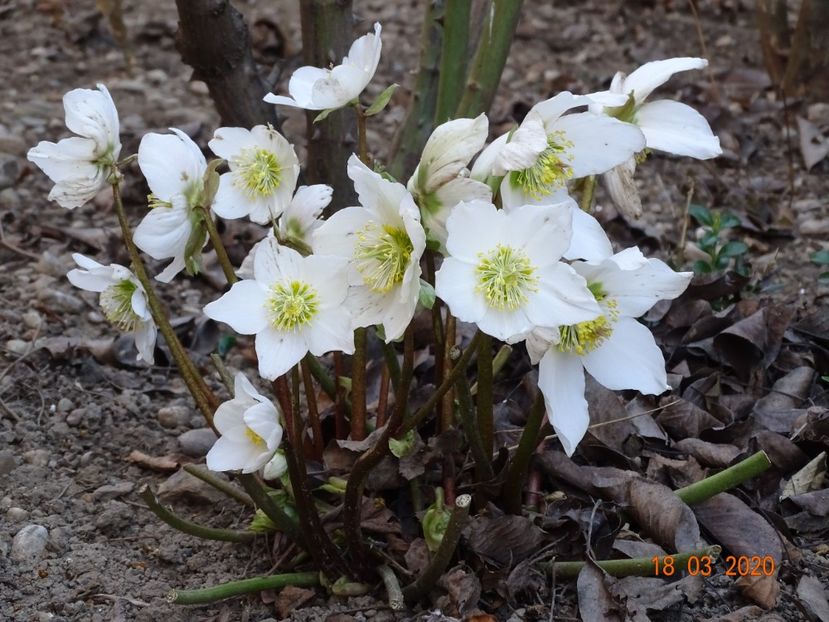 helleborus niger - Primavara 2020