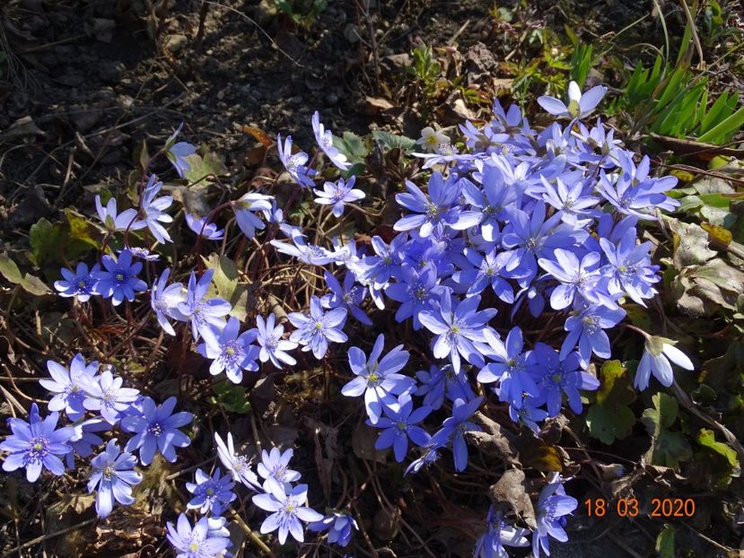 hepatica transsilvanica - Primavara 2020