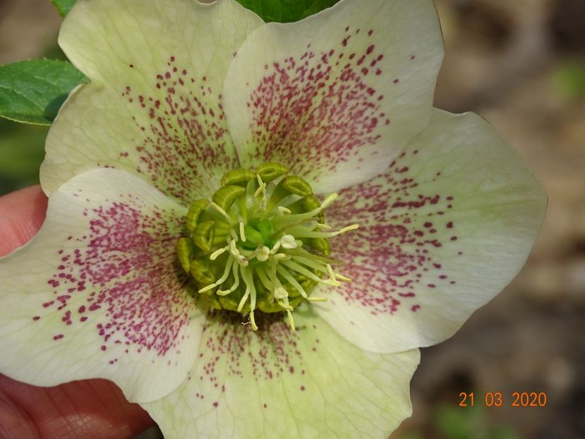 helleborus White Lady Spotted - Primavara 2020