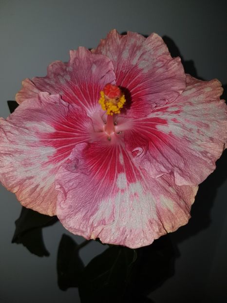  - HIBISCUS 2020