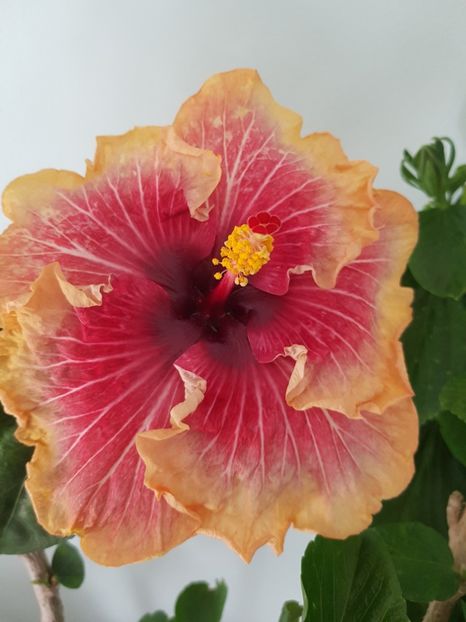  - HIBISCUS 2020