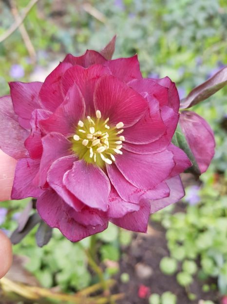  - Spânz helleborus 2020