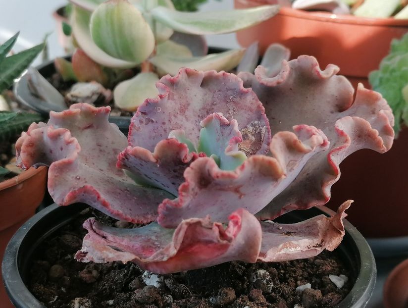 Echeveria crenulata x carnicolor - Echeveria