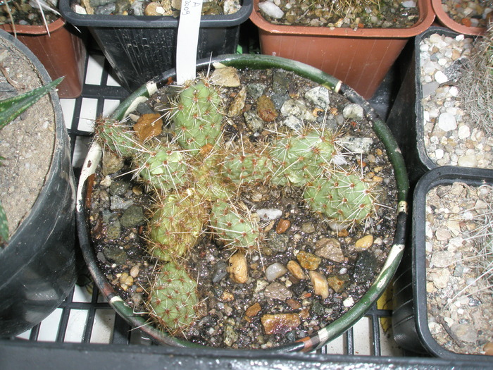 Opuntia arenaria care nu e de frig! - plantele dupa iarna 2010