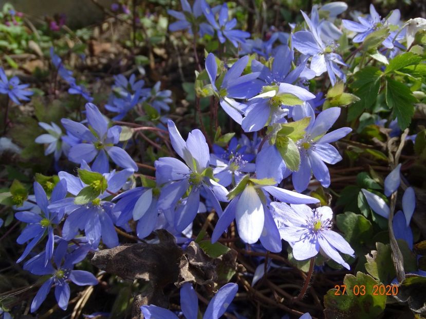 hepatica transsilvanica - Primavara 2020