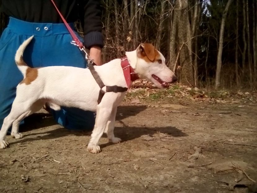 IMG-20200305-WA0048 - Jack Russell Terrier-mascul monta-femele- cățeluși