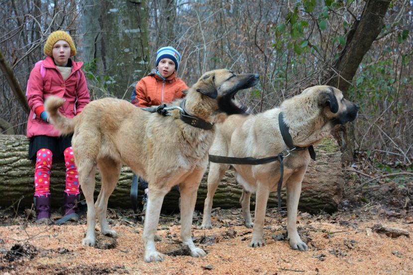  - KANGAL- ciobanesc de Anatolia - avem catei disponibili 0744351924