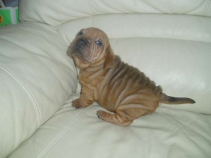 BaSharsPuppy6WeekBassetHoundChineseSharPeiHybridDogWrinklyRedBoy