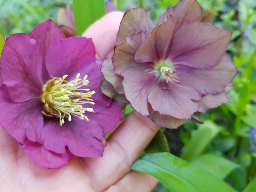  - Spânz helleborus 2020