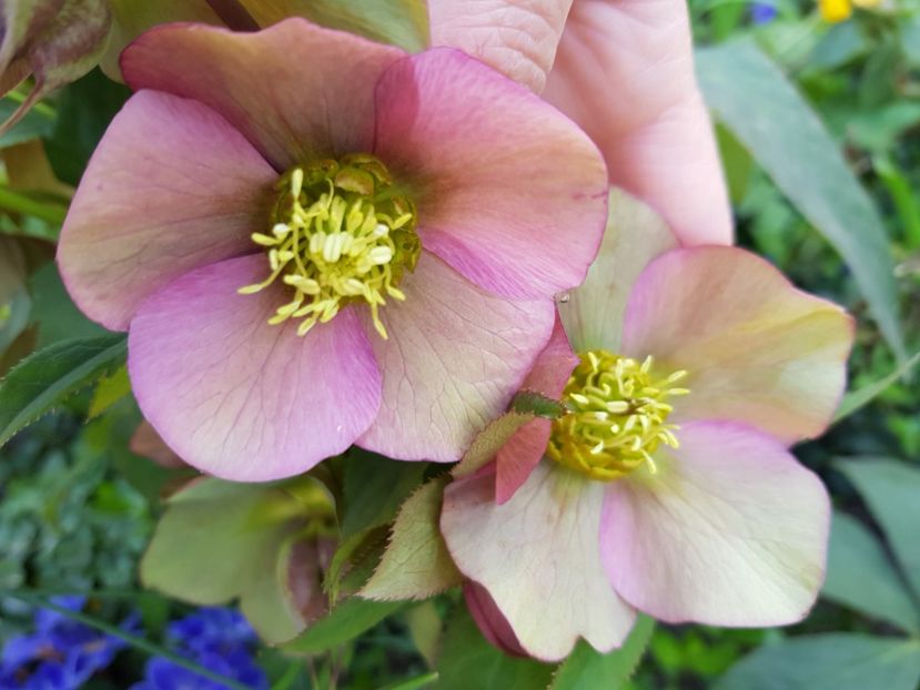  - Spânz helleborus 2020