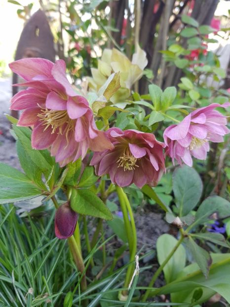  - Spânz helleborus 2020