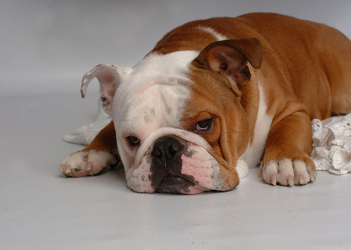 bulldog1