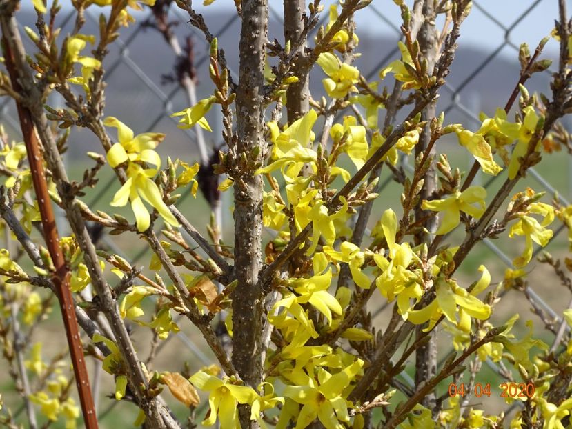 forsythia Lemon Supreme - z-Dobarland 2020