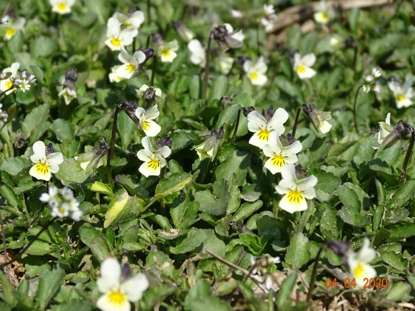 viola arvensis - z-Dobarland 2020