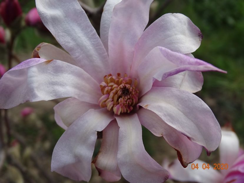 magnolia stellata Rosea - z-Dobarland 2020