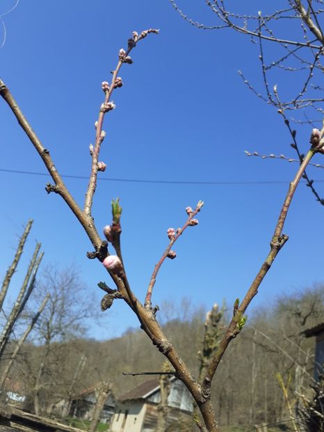  - În carantină muncind