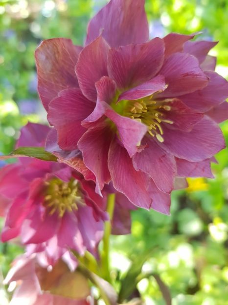  - Spânz helleborus 2020